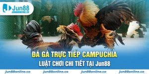 Đá gà trực tiếp Campuchia - Luật chơi chi tiết tại Jun88