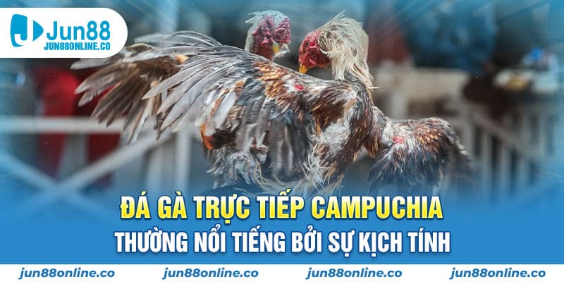 Đá gà trực tiếp Campuchia thường nổi tiếng bởi sự kịch tính