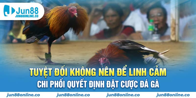 Tuyệt đối không nên để linh cảm chi phối quyết định đặt cược đá gà trực tiếp Campuchia